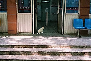 《吸血鬼幸存者》0.5.2版本 新增角色和重金属配乐